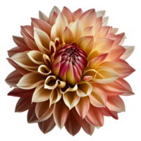 dahlia, transparent arrière-plan, génératif ai, dahlia fleur png