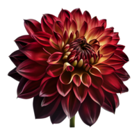 rouge dahlia, transparent arrière-plan, génératif ai, rouge dahlia fleur png