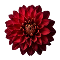 rouge dahlia, transparent arrière-plan, génératif ai, rouge dahlia fleur png