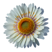 transvaal Gänseblümchen Blume transparent Hintergrund, generativ ai, transvaal Gänseblümchen Blume png