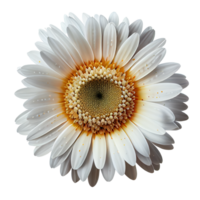 transvaal margarida flor transparente fundo, generativo ai, transvaal margarida flor png