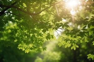 Sun-kissed Canopy A view of lush green treetops with sun rays piercing through the leaves photo