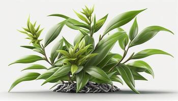 Close-up of isolated green tea plants on white background photo