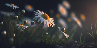 Chamomile Flowers on a Meadow AI Illustration photo