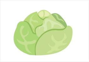 vector illustration of cabbage vegetable