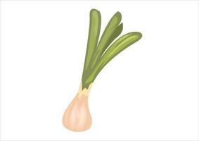 vector illustration of a cooking spice called spring onions