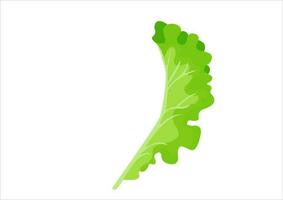 vector illustration of lettuce leaves, fresh vegetables