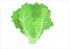 vector illustration of lettuce leaves, fresh vegetables