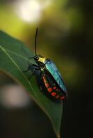 escarlata escarabajo en un vibrante verde hoja en el selva ai generado foto