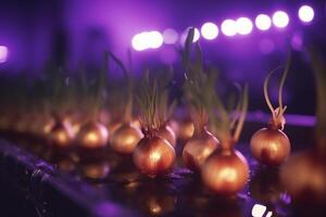 Growing onions indoors using artificial UV light for better yield photo