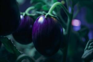 Artificial UV light cultivation of an eggplant photo