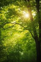 Sun-kissed Canopy A view of lush green treetops with sun rays piercing through the leaves photo