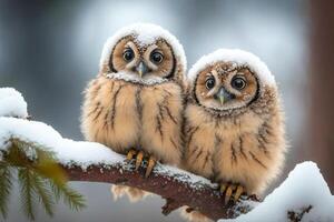 two owls covered with snow sit on a branch photo