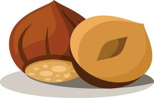 Hazelnut, Isolated Background. vector