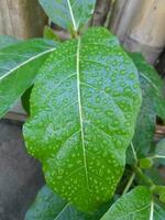 green plant leaves with dewdrops in the morning photo