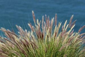 Green plants and flowers on the Mediterranean coast. photo