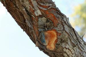 el estructura y color de el ladrar de un alto árbol en un ciudad parque foto