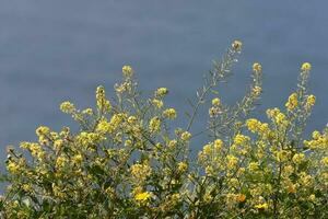 Green plants and flowers on the Mediterranean coast. photo