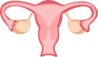kvinna fortplantning systemet. livmoder tecknad serie illustration png