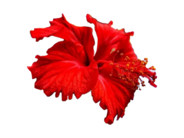 Red hibiscus flower on Transparent background png