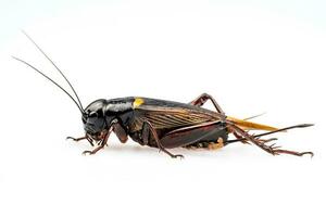 Full body with side view of Female black crickets isolated on white background photo