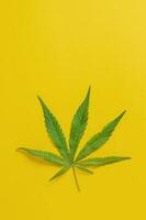 Weed, cannabis, hemp, marijuana leaf on colorful background. photo