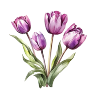 Violet watercolor tulips. Illustration png
