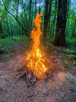 Bonfire in the forest in the evening. Camp Fire in the forest, flames and sparks, beautiful nature. photo