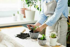 un mujer es jardinería cerca el ventana de el casa, replantación un verde planta en un maceta. el concepto de hogar jardinería. foto