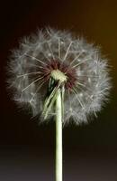 salvaje flor cierne cerca arriba taraxacum officinale diente de león soplar pelota asteraceae familia botánico antecedentes alto calidad instante valores fotografía huellas dactilares foto