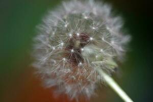 Wild flower blossoming close up taraxacum officinale dandelion blow ball asteraceae family botanical background high quality instant stock photography prints photo