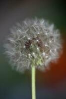 Wild flower blossoming close up taraxacum officinale dandelion blow ball asteraceae family botanical background high quality instant stock photography prints photo