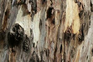 el estructura y color de el ladrar de un alto árbol en un ciudad parque foto