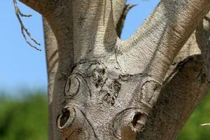 the structure and color of the bark of a tall tree in a city park photo