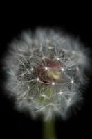 salvaje flor cierne cerca arriba taraxacum officinale diente de león soplar pelota asteraceae familia botánico antecedentes alto calidad instante valores fotografía huellas dactilares foto