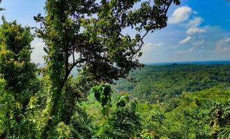 nature tree in the green  forest photo