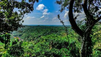 nature tree in the green  forest photo