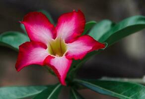 cerca arriba ver de adenium obesum o Desierto Rosa foto