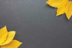 amarillo otoño hojas en negro antecedentes otoño estado animico foto