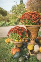 Halloween pumpkin and chrysanthemum flowers, fall decoration photo