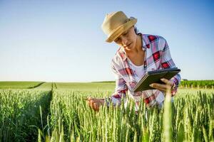 Woman is cultivating barley on his land. She is examining progress of crops. photo