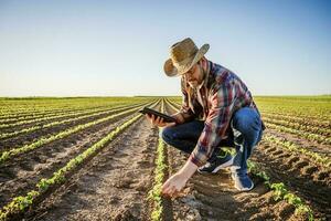 granjero es cultivando haba de soja en su tierra. él es examinando Progreso de cultivos. foto