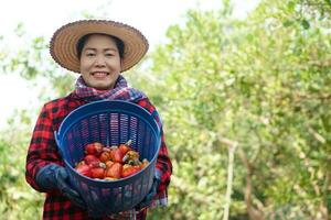 Asian woman gardener works at cashew garden, holds basket of cashew fruits. Economic crop in Thailand. Summer fruit. Ready to be harvested. Concept , happy farmer. Agriculture lifestyle. photo