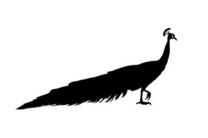 Peacock walking silhouette isolated on a white background. Vector illustration