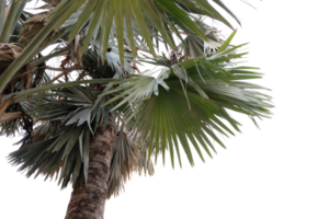 Palm tree leaves cut out background png