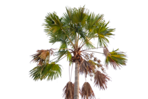 Palme Baum Blätter Schnitt aus Hintergrund png