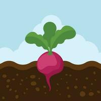 Beetroot Vector Image, Isolated Background.
