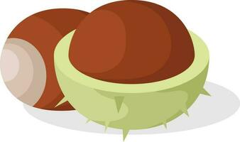 Chestnut, Isolated Background. vector