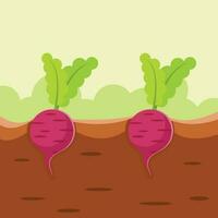 Radish, Isolated Background. vector