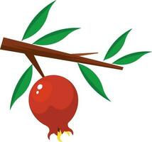 Pomegranate Tree Branch, Isolated Background. vector